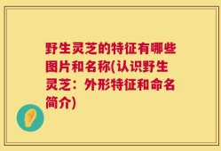 野生灵芝的特征有哪些图片和名称(认识野生灵芝：外形特征和命名简介)