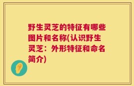野生灵芝的特征有哪些图片和名称(认识野生灵芝：外形特征和命名简介)