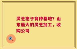 灵芝孢子育种基地？山东最大的灵芝加工，收购公司