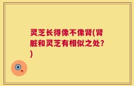 灵芝长得像不像肾(肾脏和灵芝有相似之处？)