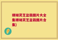 珊瑚灵芝盆栽图片大全集珊瑚灵芝盆栽图片合集)