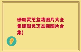 珊瑚灵芝盆栽图片大全集珊瑚灵芝盆栽图片合集)