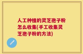 人工种植的灵芝孢子粉怎么收集(手工收集灵芝孢子粉的方法)