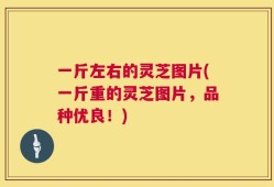 一斤左右的灵芝图片(一斤重的灵芝图片，品种优良！)