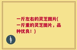 一斤左右的灵芝图片(一斤重的灵芝图片，品种优良！)