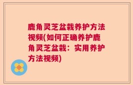 鹿角灵芝盆栽养护方法视频(如何正确养护鹿角灵芝盆栽：实用养护方法视频)