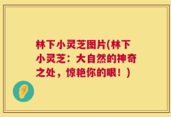 林下小灵芝图片(林下小灵芝：大自然的神奇之处，惊艳你的眼！)