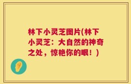 林下小灵芝图片(林下小灵芝：大自然的神奇之处，惊艳你的眼！)