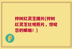 桦树红灵芝图片(桦树红灵芝壮观照片，惊叹您的眼睛！)