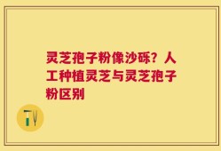 灵芝孢子粉像沙砾？人工种植灵芝与灵芝孢子粉区别