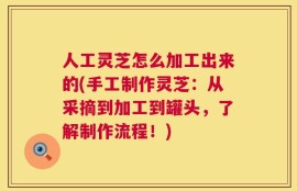 人工灵芝怎么加工出来的(手工制作灵芝：从采摘到加工到罐头，了解制作流程！)