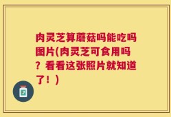 肉灵芝算蘑菇吗能吃吗图片(肉灵芝可食用吗？看看这张照片就知道了！)