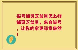 柒号铺灵芝盆景怎么样铺灵芝盆景，来自柒号，让你的家更绿意盎然！