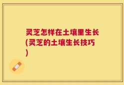 灵芝怎样在土壤里生长(灵芝的土壤生长技巧)