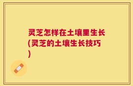 灵芝怎样在土壤里生长(灵芝的土壤生长技巧)