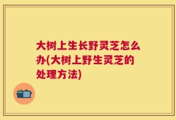 大树上生长野灵芝怎么办(大树上野生灵芝的处理方法)