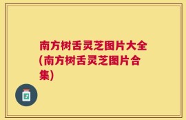 南方树舌灵芝图片大全(南方树舌灵芝图片合集)