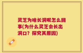 灵芝为啥长洞呢怎么回事(为什么灵芝会长出洞口？探究其原因)