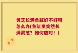 灵芝长满鱼缸好不好呀怎么办(鱼缸里突然长满灵芝？如何应对！)