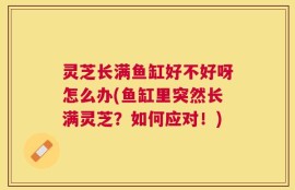 灵芝长满鱼缸好不好呀怎么办(鱼缸里突然长满灵芝？如何应对！)