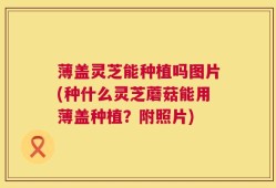薄盖灵芝能种植吗图片(种什么灵芝蘑菇能用薄盖种植？附照片)