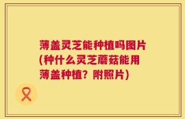 薄盖灵芝能种植吗图片(种什么灵芝蘑菇能用薄盖种植？附照片)