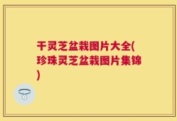 干灵芝盆栽图片大全(珍珠灵芝盆栽图片集锦)