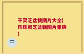干灵芝盆栽图片大全(珍珠灵芝盆栽图片集锦)