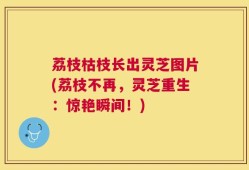 荔枝枯枝长出灵芝图片(荔枝不再，灵芝重生：惊艳瞬间！)