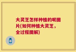 大灵芝怎样种植的呢图片(如何种植大灵芝，全过程图解)