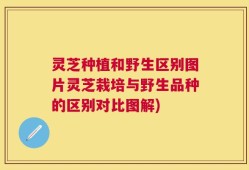 灵芝种植和野生区别图片灵芝栽培与野生品种的区别对比图解)