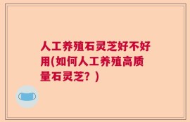 人工养殖石灵芝好不好用(如何人工养殖高质量石灵芝？)