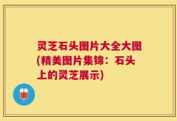 灵芝石头图片大全大图(精美图片集锦：石头上的灵芝展示)