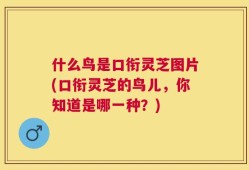 什么鸟是口衔灵芝图片(口衔灵芝的鸟儿，你知道是哪一种？)