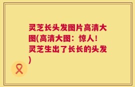 灵芝长头发图片高清大图(高清大图：惊人！灵芝生出了长长的头发)