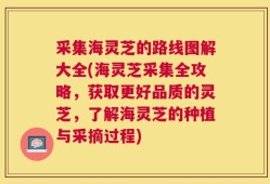 采集海灵芝的路线图解大全(海灵芝采集全攻略，获取更好品质的灵芝，了解海灵芝的种植与采摘过程)