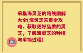 采集海灵芝的路线图解大全(海灵芝采集全攻略，获取更好品质的灵芝，了解海灵芝的种植与采摘过程)