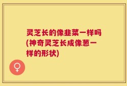 灵芝长的像韭菜一样吗(神奇灵芝长成像葱一样的形状)