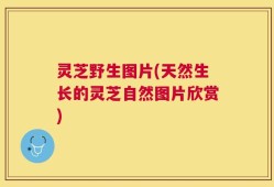 灵芝野生图片(天然生长的灵芝自然图片欣赏)