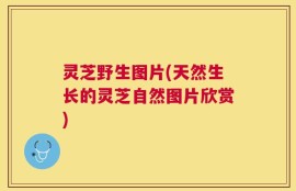 灵芝野生图片(天然生长的灵芝自然图片欣赏)
