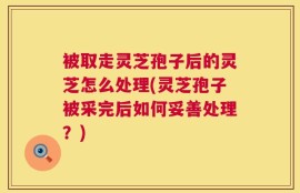 被取走灵芝孢子后的灵芝怎么处理(灵芝孢子被采完后如何妥善处理？)