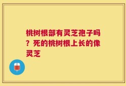 桃树根部有灵芝孢子吗？死的桃树根上长的像灵芝