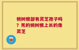 桃树根部有灵芝孢子吗？死的桃树根上长的像灵芝