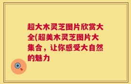 超大木灵芝图片欣赏大全(超美木灵芝图片大集合，让你感受大自然的魅力