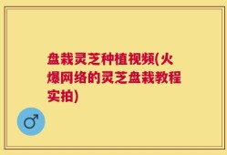 盘栽灵芝种植视频(火爆网络的灵芝盘栽教程实拍)