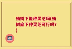 柚树下能种灵芝吗(柚树底下种灵芝可行吗？)