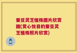 蚕豆灵芝植株图片欣赏图(赏心悦目的蚕豆灵芝植株照片欣赏)
