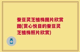 蚕豆灵芝植株图片欣赏图(赏心悦目的蚕豆灵芝植株照片欣赏)