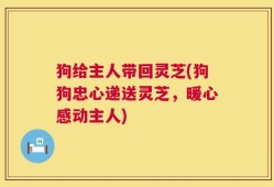 狗给主人带回灵芝(狗狗忠心递送灵芝，暖心感动主人)