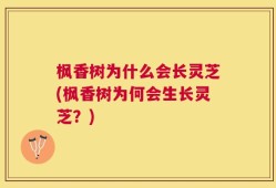 枫香树为什么会长灵芝(枫香树为何会生长灵芝？)